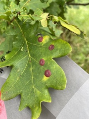 Neuroterus quercusbaccarum