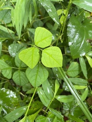 Amphicarpaea bracteata