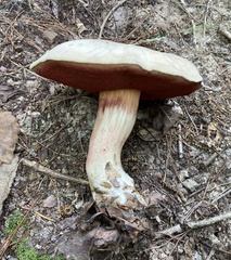 Caloboletus firmus