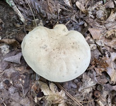 Caloboletus firmus