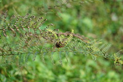 Polystichum proliferum