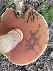 Caloboletus firmus