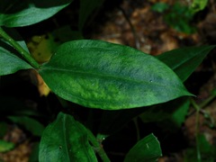 Gentiana