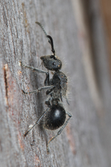 Polyrhachis punctiventris