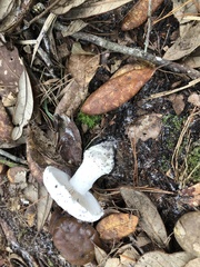 Lactifluus piperatus