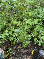 Cryptotaenia canadensis