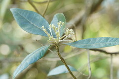 Olearia argophylla
