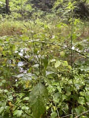 Cryptotaenia canadensis