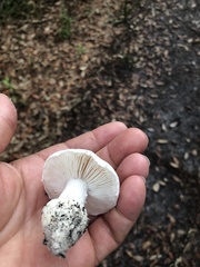 Lactifluus piperatus