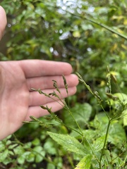 Cryptotaenia canadensis