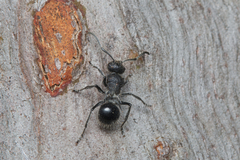 Polyrhachis punctiventris