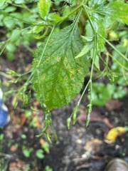 Cryptotaenia canadensis