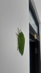 Pseudophyllus neriifolius