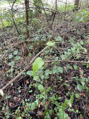 Smilax rotundifolia