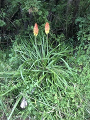 Kniphofia linearifolia