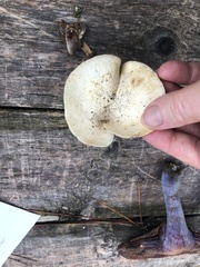 Lactifluus piperatus