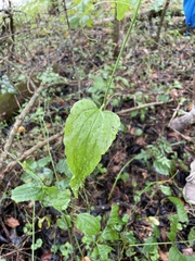 Smilax rotundifolia