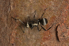 Polyrhachis daemeli