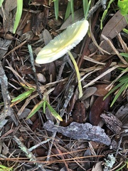 Leucocoprinus fragilissimus