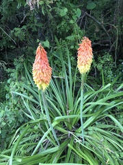 Kniphofia linearifolia