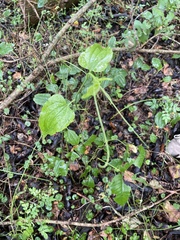 Smilax rotundifolia