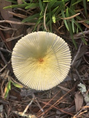 Leucocoprinus fragilissimus