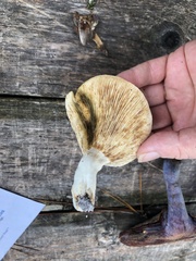 Lactifluus piperatus