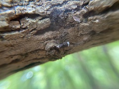Eurymycter tricarinatus