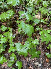 Hydrophyllum canadense
