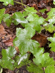 Hydrophyllum canadense
