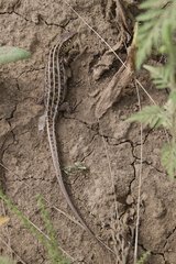 Lacerta agilis