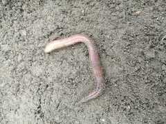 Lumbricus terrestris