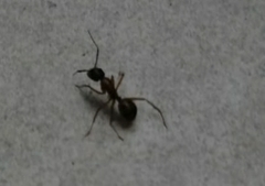 Camponotus