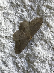 Lambdina fiscellaria