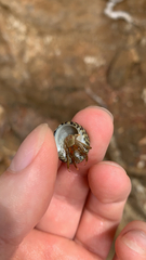 Clibanarius erythropus