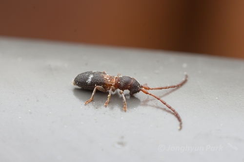 Microlera