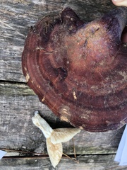 Ganoderma curtisii