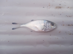 Trachinotus ovatus