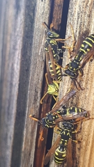 Polistes