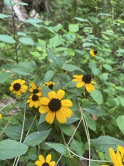 Rudbeckia