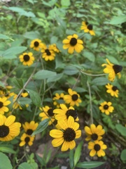 Rudbeckia