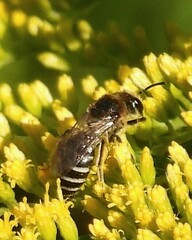 Colletes simulans