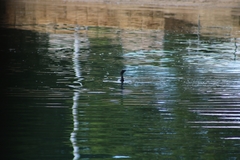 Phalacrocorax sulcirostris