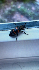 Nicrophorus tomentosus