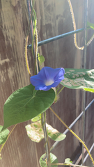 Ipomoea hederacea