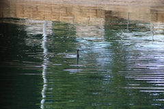 Phalacrocorax sulcirostris