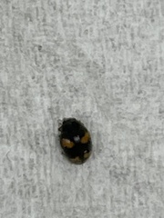Nephus quadrimaculatus