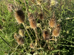 Dipsacus laciniatus