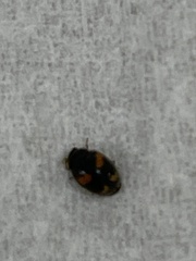 Nephus quadrimaculatus