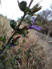 Dyschoriste rogersii